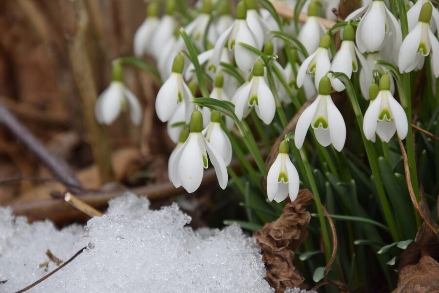 snowdrop, spring, signs of spring, nature, march, february, march, march, march, march, march, february, february, february